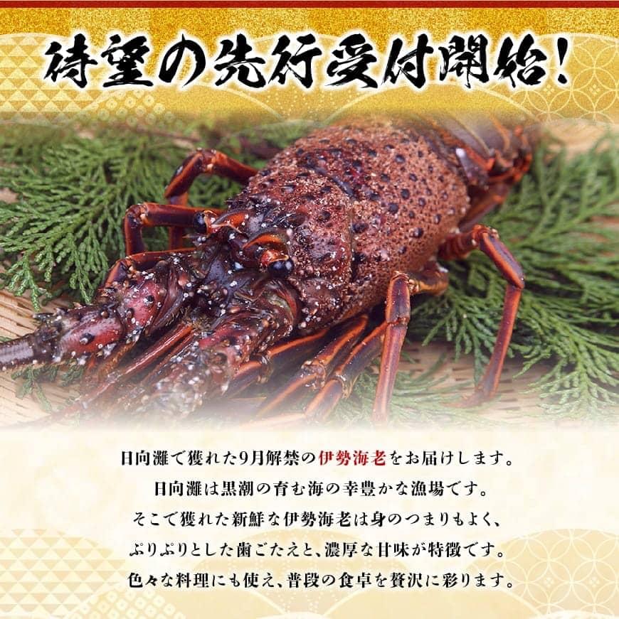 《先行予約》担当者厳選！伊勢海老1000g（2～5尾） 【魚介類 えび 伊勢えび イセエビ 日向灘】[D04402]