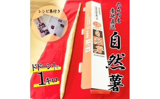 丸森町産 自然薯1kg 専用化粧箱入り レシピ集付き｜冬季限定 贈り物へもぴったり！ドドーンと1kgお届け【12103】