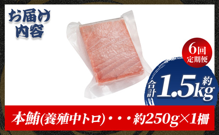 【定期便/計6回】本マグロ中トロ250g（計1.5kg）【まぐろまぐろまぐろまぐろまぐろまぐろまぐろまぐろまぐろまぐろまぐろまぐろまぐろまぐろまぐろまぐろまぐろまぐろまぐろまぐろまぐろまぐろまぐろまぐ