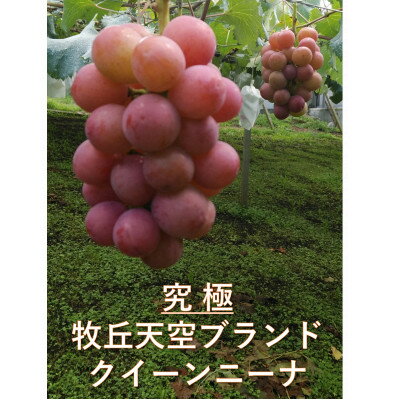【ふるさと納税】【2026年先行予約】「牧丘天空の丘ブランド　巨峰+クイーンニーナ」約1kg(2～3房)【配送不可地域：離島】【1714391】