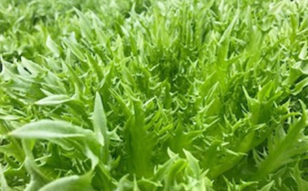 水耕 栽培 新鮮 葉物 野菜 Cセット GreensFarm ホタル サラダ 和え物 M10S101【2026年11月上旬～2027年6月上旬発送予定】