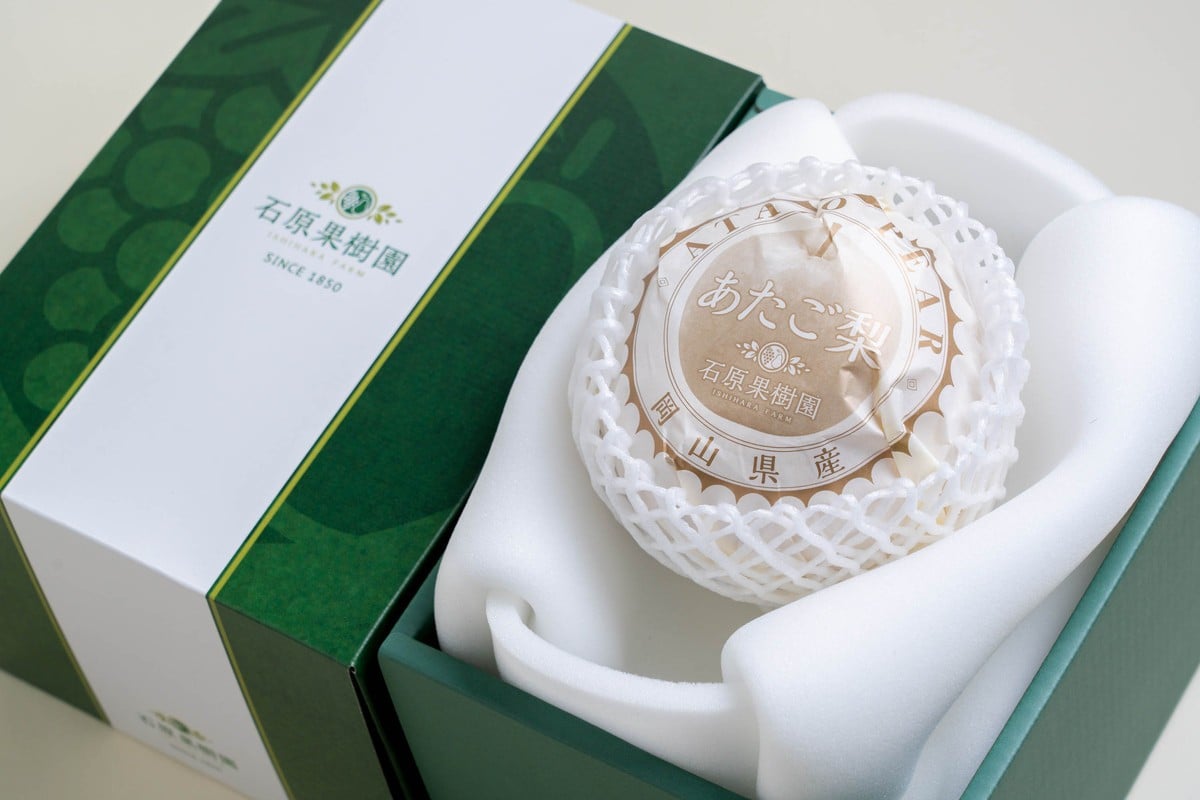 
            梨 2026年  あたご梨 1玉（約1.3kg） 贈答箱赤秀【ナシ なし 岡山県産 国産 フルーツ 果物 ギフト 石原果樹園】
          