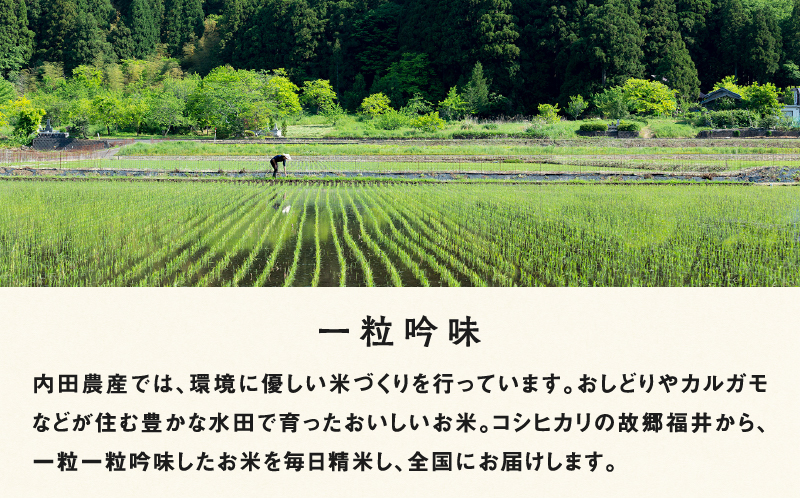 【3ヶ月連続お届け】令和6年産 内農米コシヒカリ定期便 5kg × 3回 計15kg