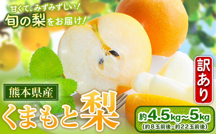 梨 訳あり くまもと梨 約4.5kg-5kg 幸水 豊水 新高 先行予約  5玉～15玉前後  ≪8月下旬‐11月中旬頃出荷≫---fn_cngsnasir_h811_24_12000_5kg---