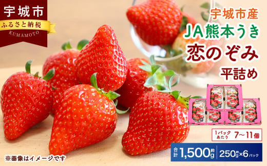 【JA熊本うき】いちご 恋のぞみ 平詰め（250g×6パック）合計1.5kg【2025年1月上旬～3月上旬発送予定】苺 イチゴ