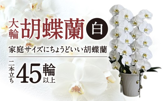 F18 大輪胡蝶蘭 白 2本立ち　綾羽株式会社