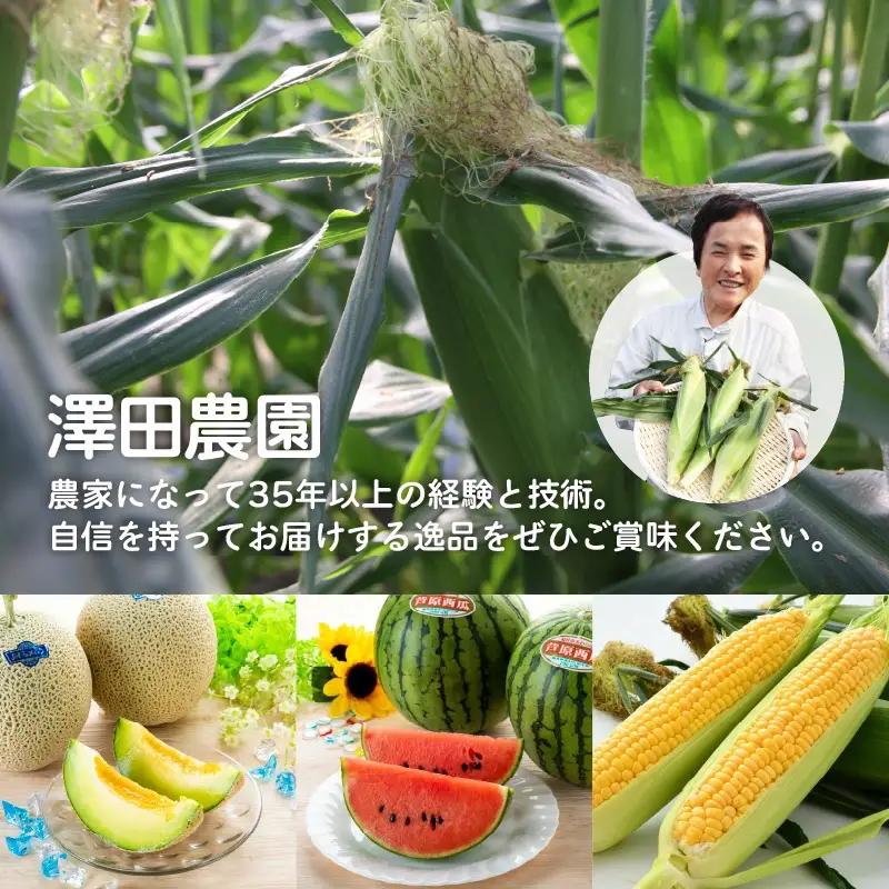 【先行予約】秋とうもろこし 5本 おおもの 黄色 朝採り ／ 期間限定 数量限定 ハウス栽培 産地直送 甘い スイートコーン とうもろこし 野菜 あわら ※2026年10月10日より順次発送 [aw0