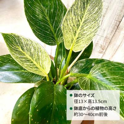 ふるさと納税 糸島市 グリーンとホワイトのコントラスト『フィロデンドロン・バーキン』糸島市/cocoha[AWB032] |  | 01