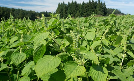 【やくし食品】山形県産 えごまの葉使用 えごま茶 2種4個セット（15包入×2個・7包入×2個） ノンカフェイン ハーブティー ティーバッグ F2Y-5446