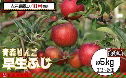 りんご 【 10月発送 】家庭用 早生ふじ 約 5kg 【 弘前市産 青森りんご 】 果物 フルーツ 食後 デザート 早生りんご ジューシー シャキシャキ