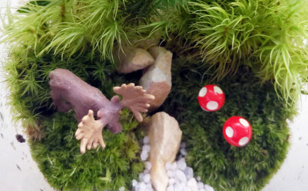 苔テラリウム （蓋付きガラス瓶）植物 コケテラリウム 苔 インテリア テラリウム 三次市/園芸王国パスタイム[APCJ008]