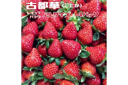 おかげさまで20周年 毎年大好評の甘い美味しい苺（レギュラーパック２Lサイズ）（古都華（ことか））◇ ※発送前に電話連絡あり ※発送時期指定不可 ※北海道・沖縄・離島への配送不可