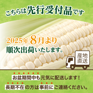 レビューキャンペーン実施中！【2025年分先行予約】北海道十勝芽室町 とうもろこし ホワイトコーン 10本セット とうもろこし トウモロコシ 北海道 十勝 芽室町 生 野菜 人気 キャンプ飯 BBQ 