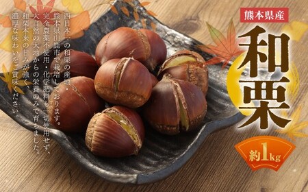 熊本県産 和栗 1kg 【2026年9月下旬発送開始】 クリ くり 栗 フルーツ くだもの 果物 国産