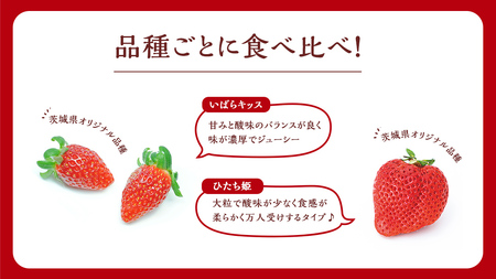 【 茨城いちごグランプリ 受賞 農園 】 完熟 いちご 2品種 食べ比べ セット 茨城県オリジナル品種 イチゴ 苺 フルーツ 果物 果実 いばらキッス ひたち姫 [DY002ci]