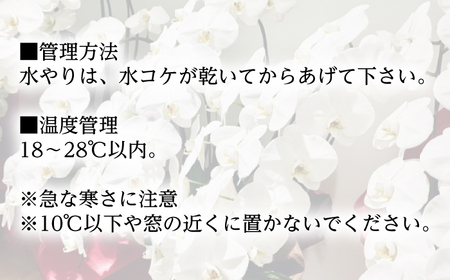 【家で育てる胡蝶蘭！】胡蝶蘭を育てようセット（苗、水コケ、肥料）【足柄金太郎洋蘭園】開成町 洋蘭 蘭 お花 生花 苗 花苗 [BDAB003]
