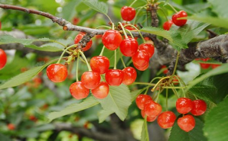 《2026年先行予約》さくらんぼ 佐藤錦 秀品 180g×8パック Lサイズ以上 FSY-0563