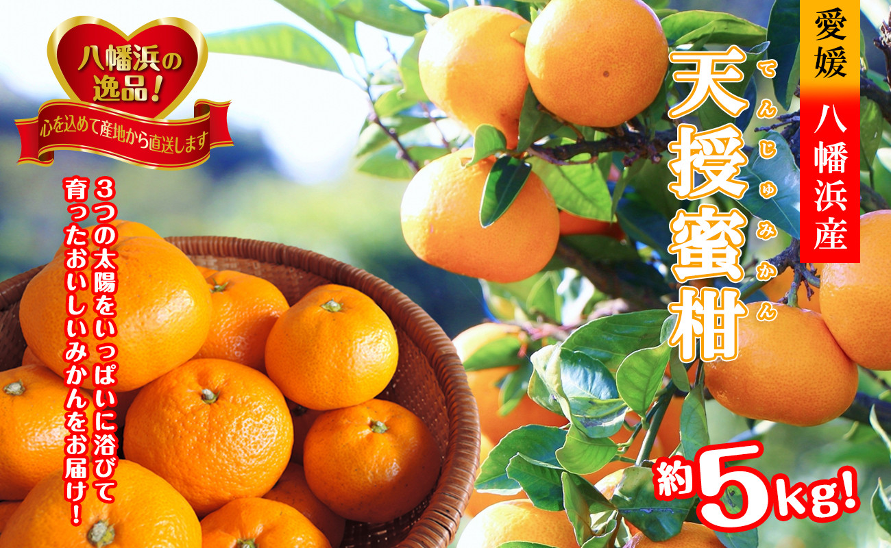 
            適度な潮風をうけ、太陽光、石垣、海の反射光を浴びて育った「天授蜜柑」約5kg＜C39-45＞【1243340】
          