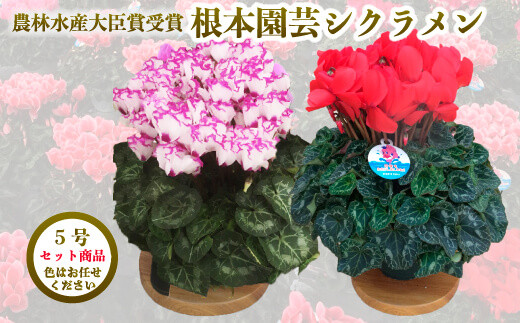 【2026年 先行予約】シクラメン 色おまかせセット 5号×2鉢 | 花 お花 ガーデンシクラメン おまかせ 5号鉢 花ギフト フラワーギフト 鉢花 鉢植え ギフト プレゼント 贈答 農林水産大臣賞受賞 根本園芸 シクラメン