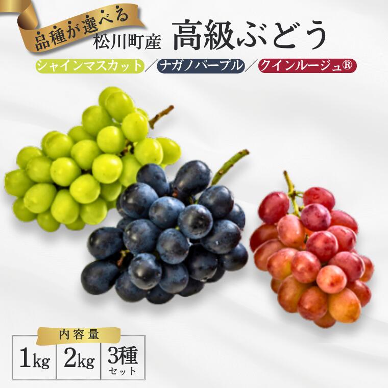 【ふるさと納税】品種が選べる長野県松川町産高級ぶどう 1kg or 2kg or 3種セット 長野県産 産地直送 シャインマスカット クイーンルージュ ナガノパープル 高糖度 ランキング／2025年9月発送予定［TK001］
