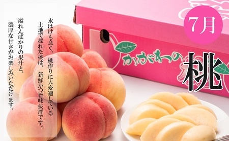 夏のいいとこどり定期便【全3回】 果物 フルーツ デザート 食後 桃 梨 シャインマスカット ぶどう 夏のフルーツ 夏の果物