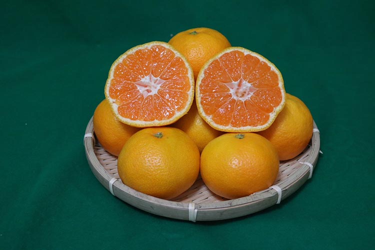 【まごころ手選別】和歌山の有田みかん 化粧箱入り 約5kg Mサイズ ※2025年11月上旬～2026年1月下旬頃に順次発送予定