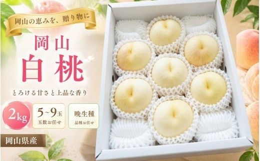 【2026年先行予約】桃 岡山白桃 晩生種 約2kg（5~9玉）｜ もも 桃 モモ 先行予約 フルーツ 果物 真庭市 フルーツ王国 岡山 桃 フルーツ 果物 もも モモ momo 白桃 岡山 フルーツ 果物 先行予約 数量限定 期間限定 岡山 真庭市 モモ もも 桃 ふるさと納税 白桃 もも 桃 果物 岡山県産 ご家庭用 もも 白桃 フルーツ 果物 きびもも園【kbmm003】