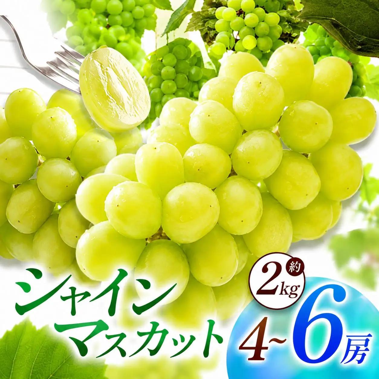 【先行予約】【数量限定】宮内果樹観光園のシャインマスカット 約2kg 5房前後 | フルーツ 果物 くだもの ぶどう ブドウ 葡萄 シャインマスカット マスカット 産地直送 国産 大分県 中津市