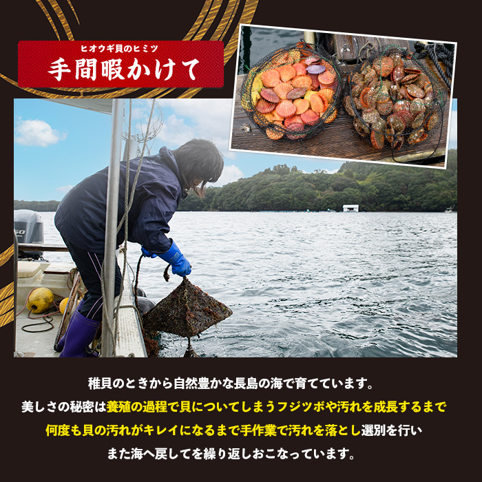 《令和7年11月より順次発送予定》＜期間・数量限定＞長島特産！ヒオウギ貝(20個)【口之福浦ヒオウギ貝出荷グループ】kuchi-861