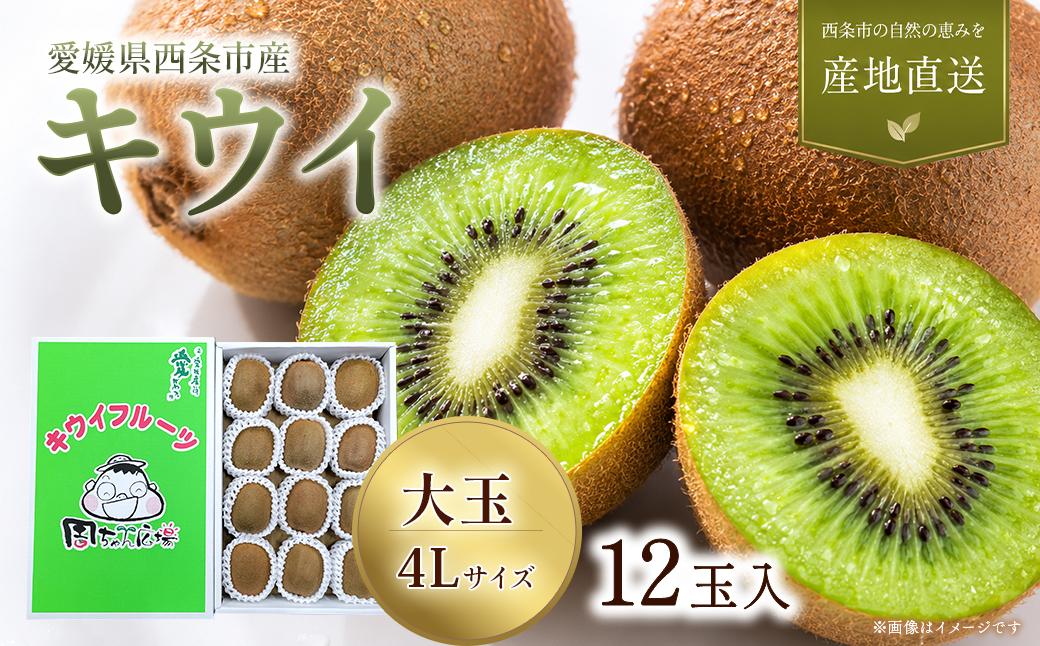
                  キウイ 愛媛県西条市産 キウイフルーツ（JA周桑） 4Lサイズ12玉入り 【先行予約】 【2027年2月～3月発送】｜ キウイ 国産 大玉 厳選 フルーツ 果物 ビタミン 食物繊維 美容 健康志向 お取り寄せ 愛媛県 西条市
                
