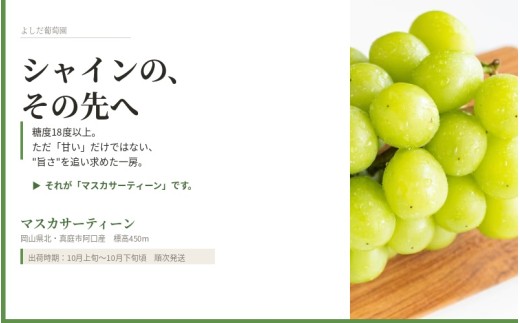 【2026年先行予約】 マスカサーティーン【シャイン一族の希少品種】 2㎏（4房または5房） 高級 シャインマスカット よしだ葡萄園 朝どれ直送【10月上旬～10月下旬頃に順次発送】/ ぶどう シャイ
