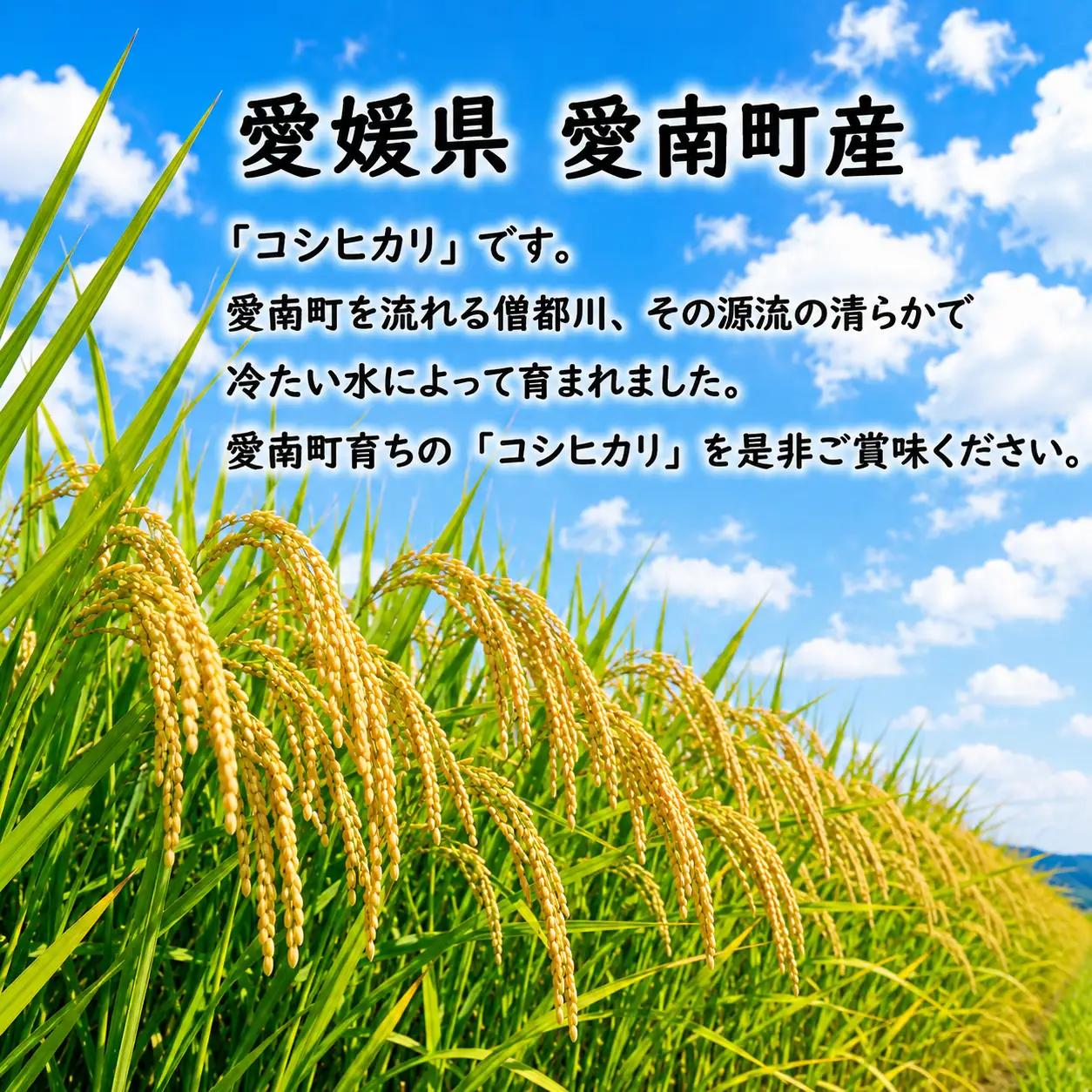 【先行予約】新米  コシヒカリ 10kg 2026年9月～発送予定 マルハラファーム ブランド 炊きたて 冷めても 美味しい 旨味 甘み