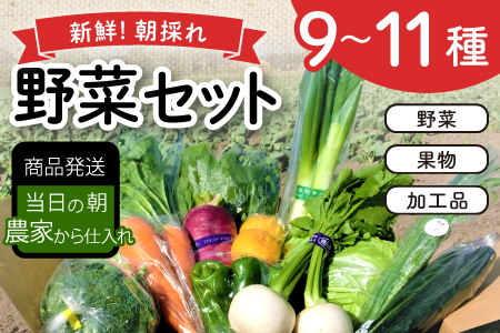 新鮮朝採れ野菜セット【 新鮮野菜 9~11種類 季節 旬 野菜 果物 詰め合せ 国産 おまかせ 葉物 根菜 冷蔵 野菜室 加工品 鳥取県産 季節限定 山菜 加工品】