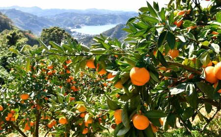 かんきつジュース セット【3本】 柑橘ジュース 柑橘 伊予柑 ポンカン デコポン 宇和ゴールド 河内晩柑 紅まどんな 南津海 ブラッドオレンジ ジュース 詰め合わせ 詰合せ 愛媛県 （893）