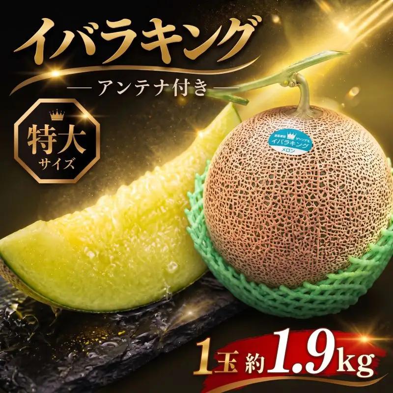 【贈答用】イバラキング（青肉メロン） 1玉入 青肉品種 根﨑メロン！ ／ イバラキング 果物 フルーツ ギフト 農家直送 nsn002_X1