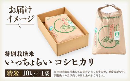 【令和5年産】特別栽培米いっちょらい 精米 5kg×2袋（計10kg）／ 福井県産 ブランド米 コシヒカリ ご飯 白米 新鮮 大賞 受賞