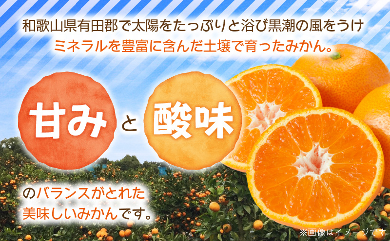 ZJ6097_【2025年先行予約】ご家庭用　和歌山 有田みかん 約5kg (SS、Sサイズ)【湯浅町】