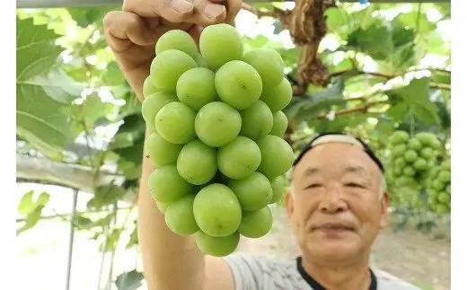 シャインマスカット 【2026年発送】 3房 優品 岡山県産 ハウス栽培 産地直送