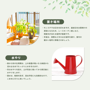 【観葉植物】モンステラ 緑の中道 IB067-006  観葉植物 ※北海道・沖縄・離島配送不可
