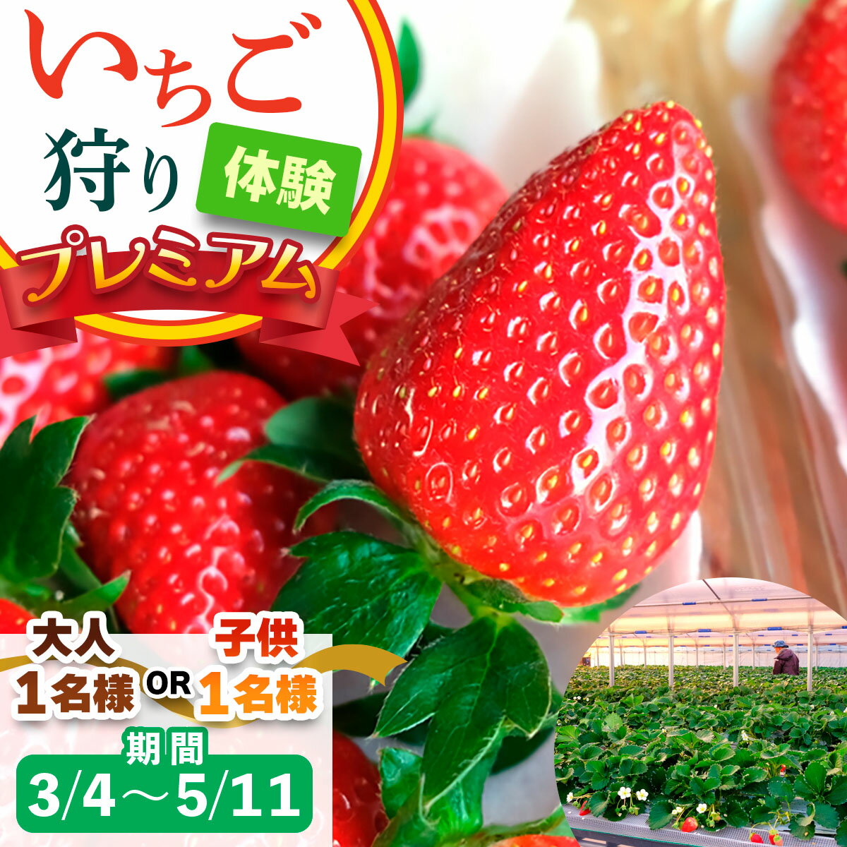 【ふるさと納税】[3月4日から5月11日] いちご狩り体験プレミアム 1名様 奈良のブランド (ならあかり・古都華・あすかルビー)｜イチゴ農園 果物 フルーツ 親子 体験チケット いちご狩り農園 奈良県 [3061p-3062]