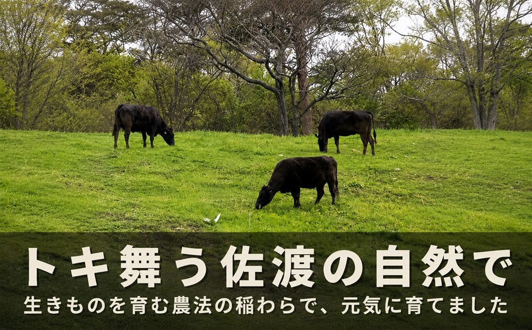 佐渡産和牛 切り落とし400g