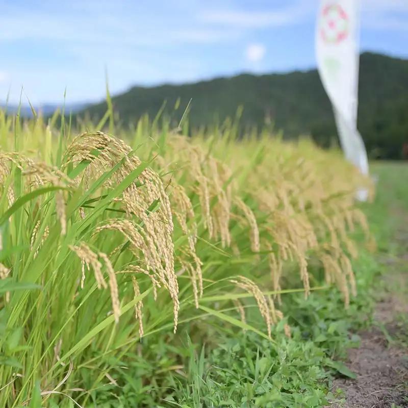≪新米先行予約≫令和8年度 山形県産 雪若丸 5kg 精米 お米 米 ご飯 ごはん 白米 新米 ブランド米 銘柄米 ゆきわかまる 国産 単一原料米 単一米 コスパ 5キロ 贈答 贈り物 ギフト プレゼ