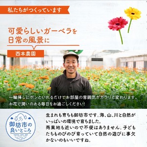 【0773-5】御坊の花 農園直送 ガーベラ切り花５０本