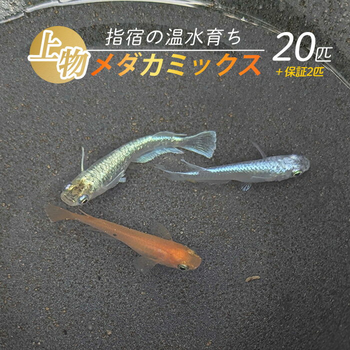 【ふるさと納税】【10営業日以内に発送】【温水育ち】上物メダカミックス20匹 ※北海道・沖縄・離島配送不可※ メダカ 生体 ミックス 成魚 飼育 ペット 生き物 魚 初心者 観賞魚 水槽 アクアリウム【otofarm】