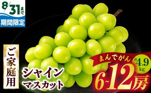 【8月31日（夏休み）までの期間限定価格!!】ご家庭用　シャインマスカット　まんでがん　約4.9kg | シャインマスカット マスカット ぶどう ブドウ 葡萄 果物 フルーツ 期間限定 新鮮 くだもの 国産 ギフト お裾分け 旬 人気 種なし 皮ごと食べられる ジューシー 糖度が高い 先行受付 先行予約 季節限定 おすすめ 旬の果物 香川 香川県 三木町 訳あり ご家庭用 |_mk006-130