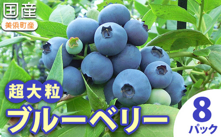 【2027年先行予約】愛知県美浜町産 超大粒ブルーベリー 約100g×8パック※2027年5月上旬〜8月上旬頃に順次発送