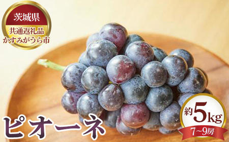 【先行予約】ピオーネ　約5kg（7～9房）【茨城県共通返礼品 かすみがうら市】 No.656