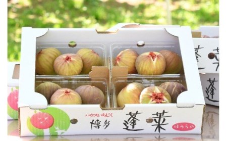 CP-007_【先行受付】新鮮朝採りいちじく1.5kg【高糖度・ハウス栽培】