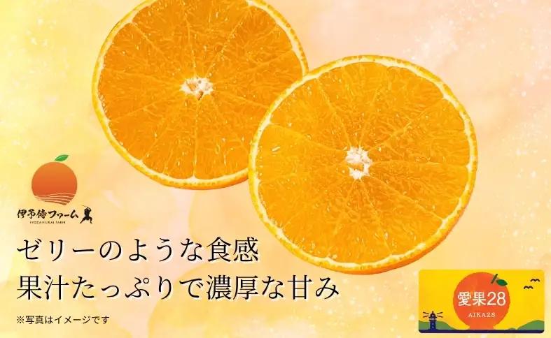 【2026年先行予約】みかん 愛果28号 贈答用 L～2L 12～15玉 紅まどんなと同一品種 【2026年12月から順次発送】 数量限定 柑橘 人気 伊予侍ファーム 愛媛 伊予市｜C138