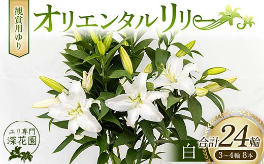 ユリ専門＜深花園＞観賞用ゆり オリエンタルリリー 白 3～4輪8本  植物 フラワー 花 F23R-501